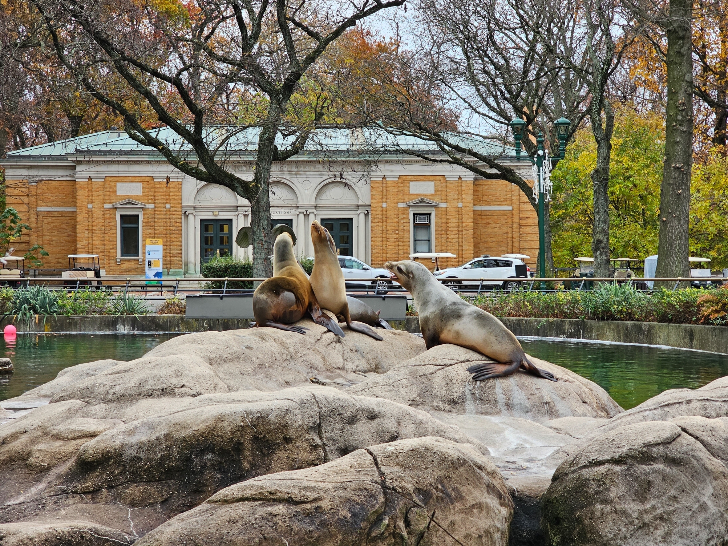 Sea lions basking on large rocks in their enclosure at the Bronx Zoo, with a historical yellow brick building in the background—a world-class destination located just minutes from some of the best neighborhoods in the Bronx.