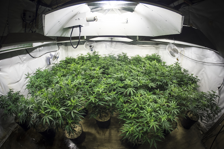 Cultivating cannabis indoors requires proper lighting, irrigation and temperature regulation.