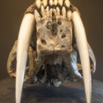 saber tooth tiger skull