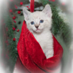 kitten in a stocking