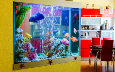 How to Move an Aquarium to Your New Place