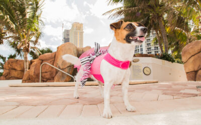 How Dog Friendly is Miami, Really?