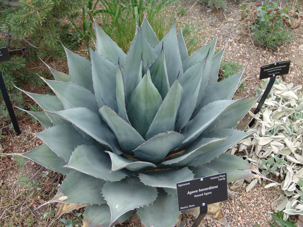 5 Plants You'll See Everywhere When You Move to Austin, TX - SpareFoot Blog