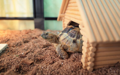 6 Common Mistakes (and How to Avoid Them) When Moving Homes With Reptiles