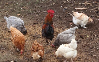 The Beginners Guide To Moving Backyard Chickens
